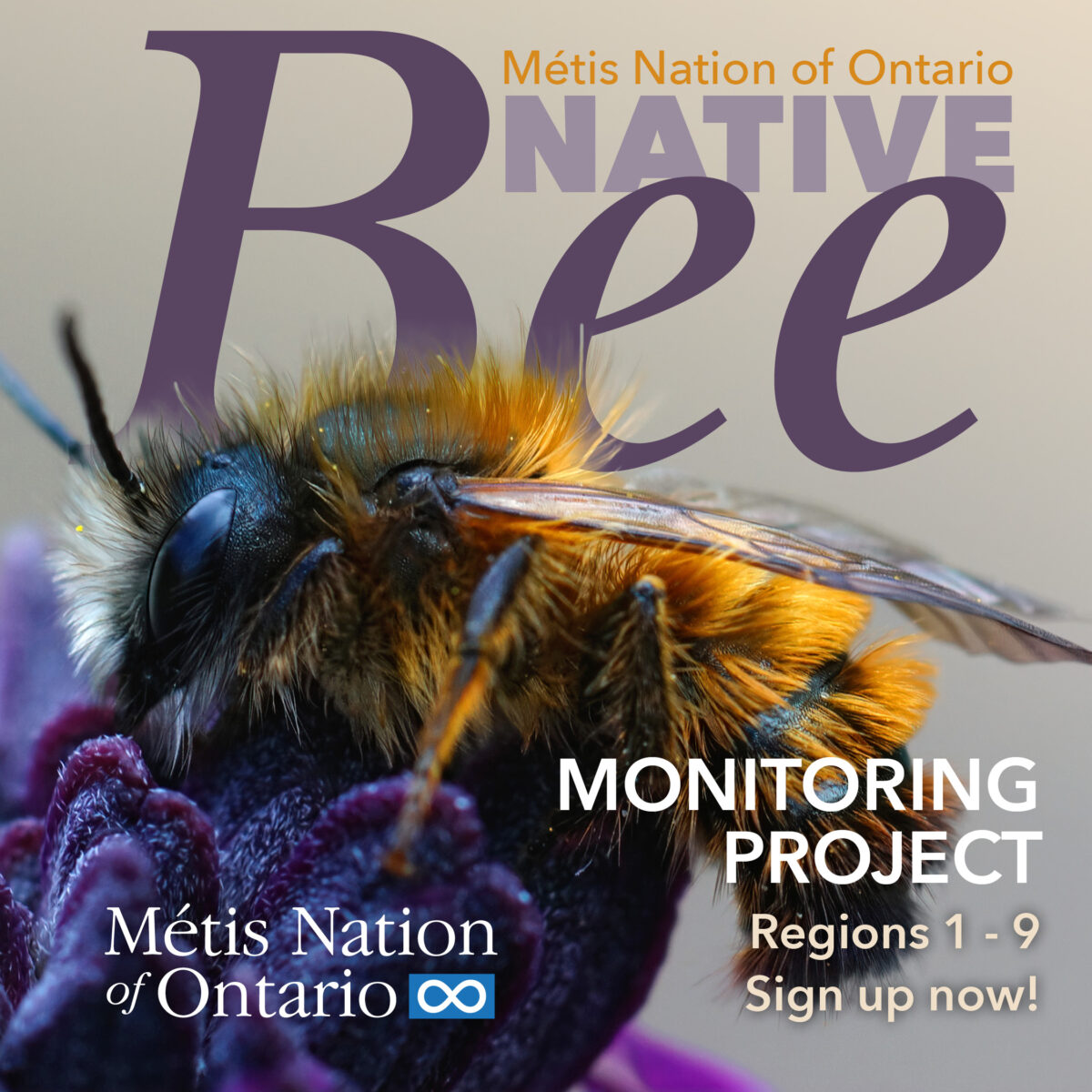 The MNO is expanding the Native Bee Monitoring Project this year and while citizens were pulled from last year’s waiting list, there are 5 spaces available for Region 3 citizens.